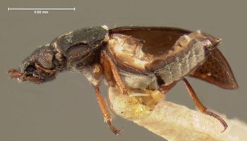 Media type: image;   Entomology 3125 Aspect: habitus lateral view